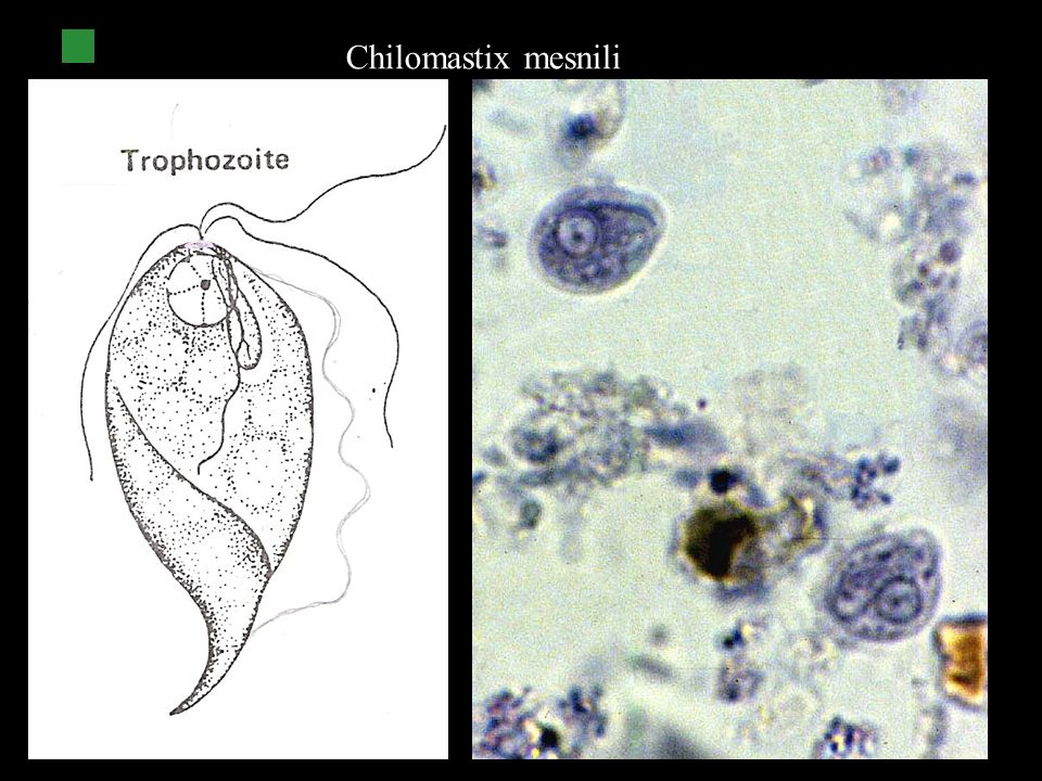 trofozoitos y quistes de chilomastix mesnili